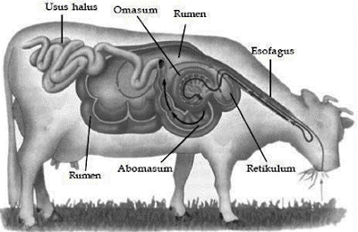 Organ Pencernaan Hewan Ruminansia Beserta Fungsinya Biologi Kelas 11